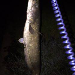 雨+増水+濁り＝絶対